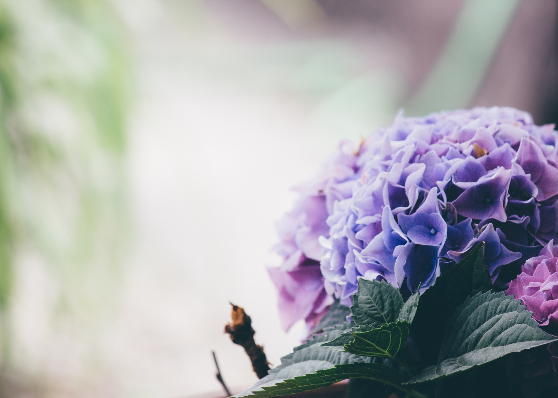 Violet Hydrangea Flowers